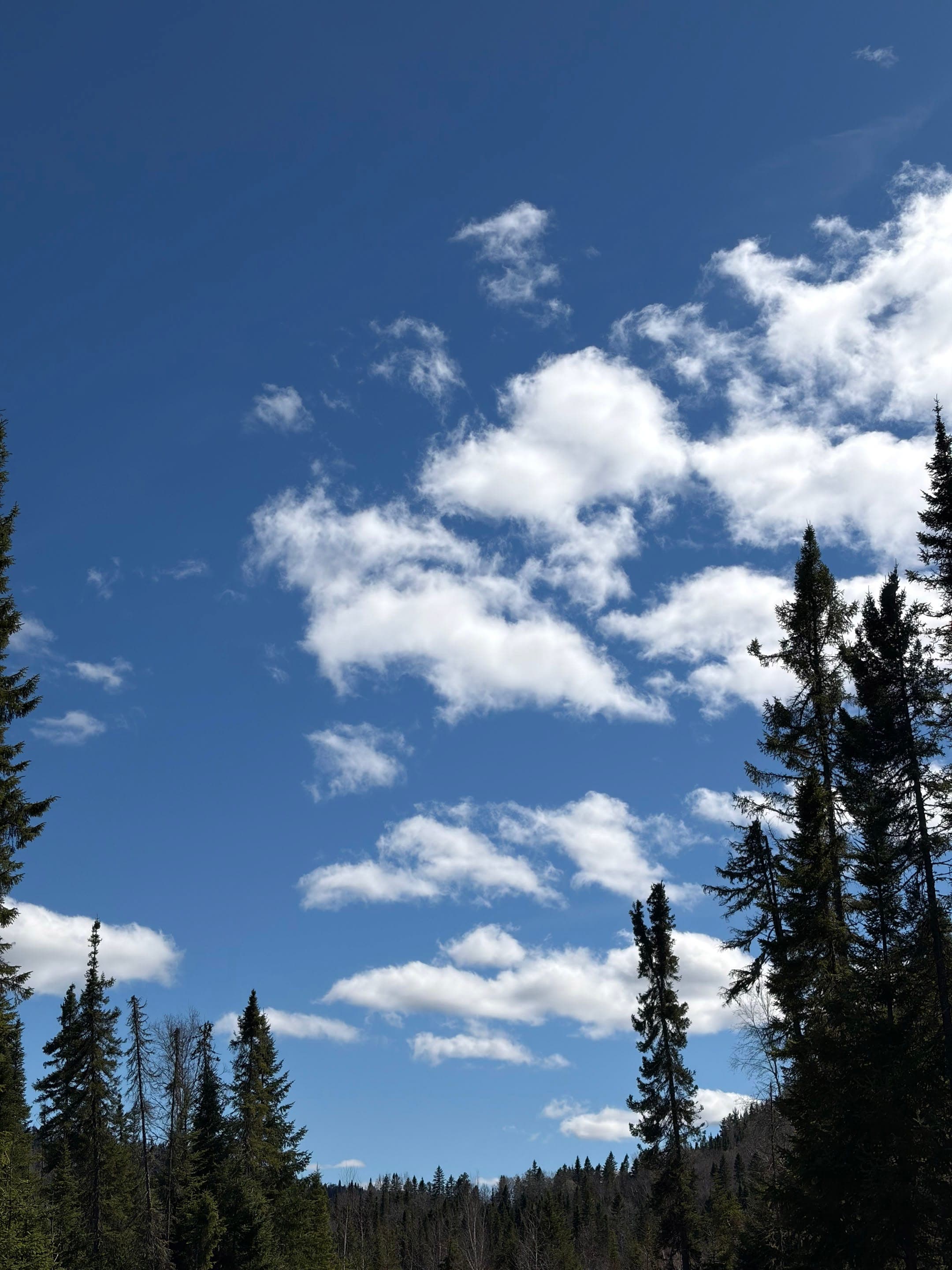 Mousse, lichen et gros nuages