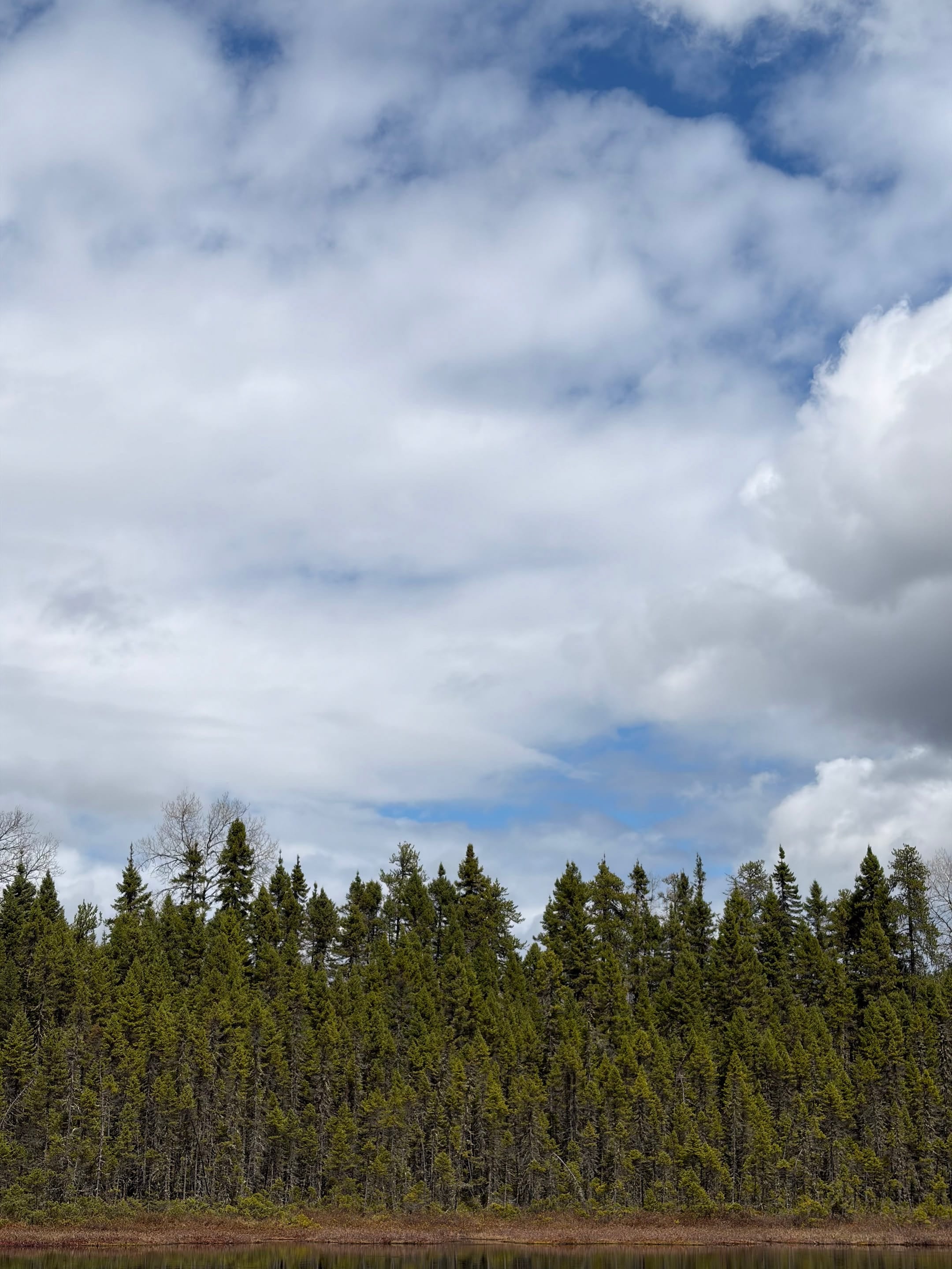Mousse, lichen et gros nuages
