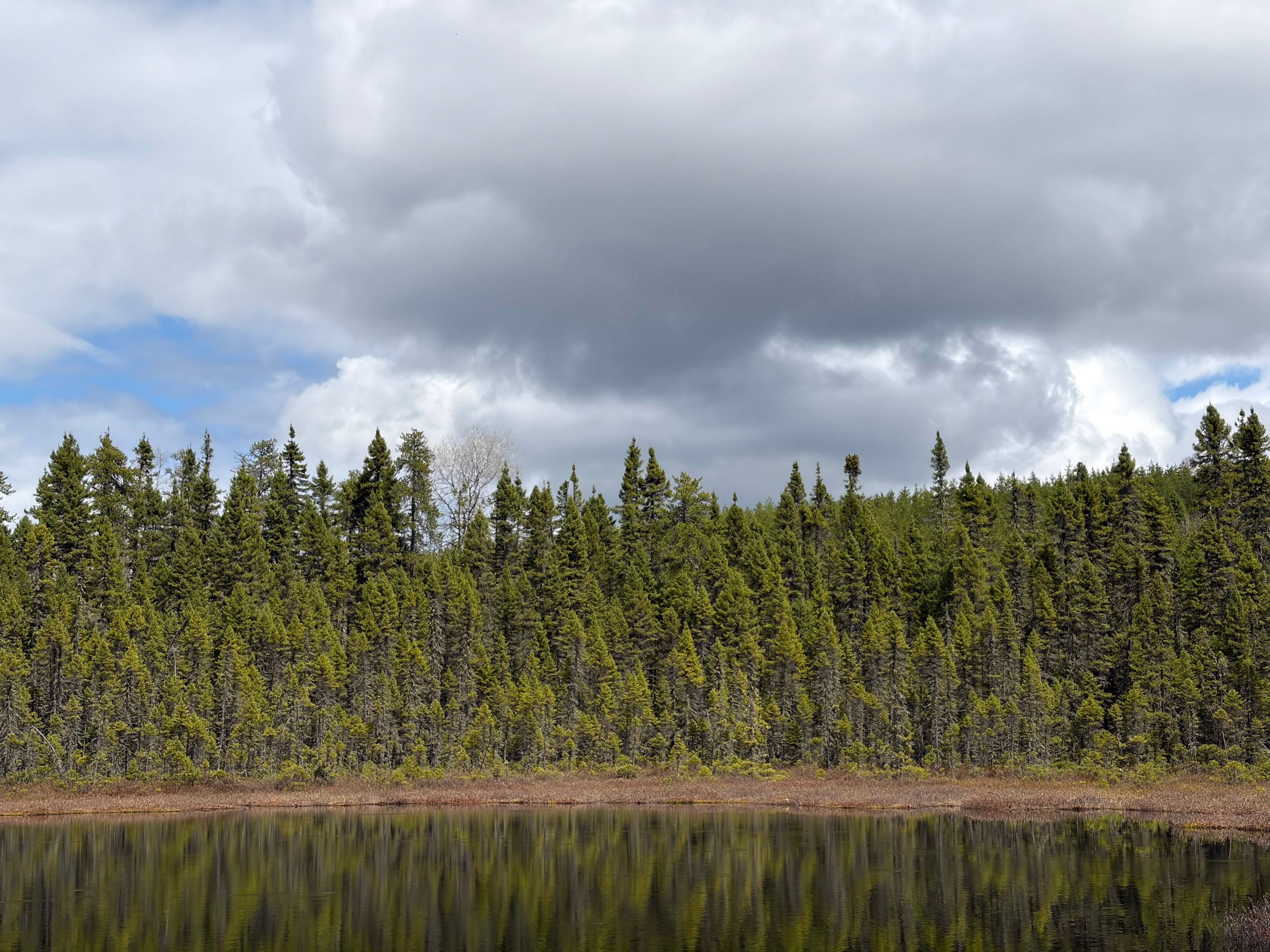 Mousse, lichen et gros nuages