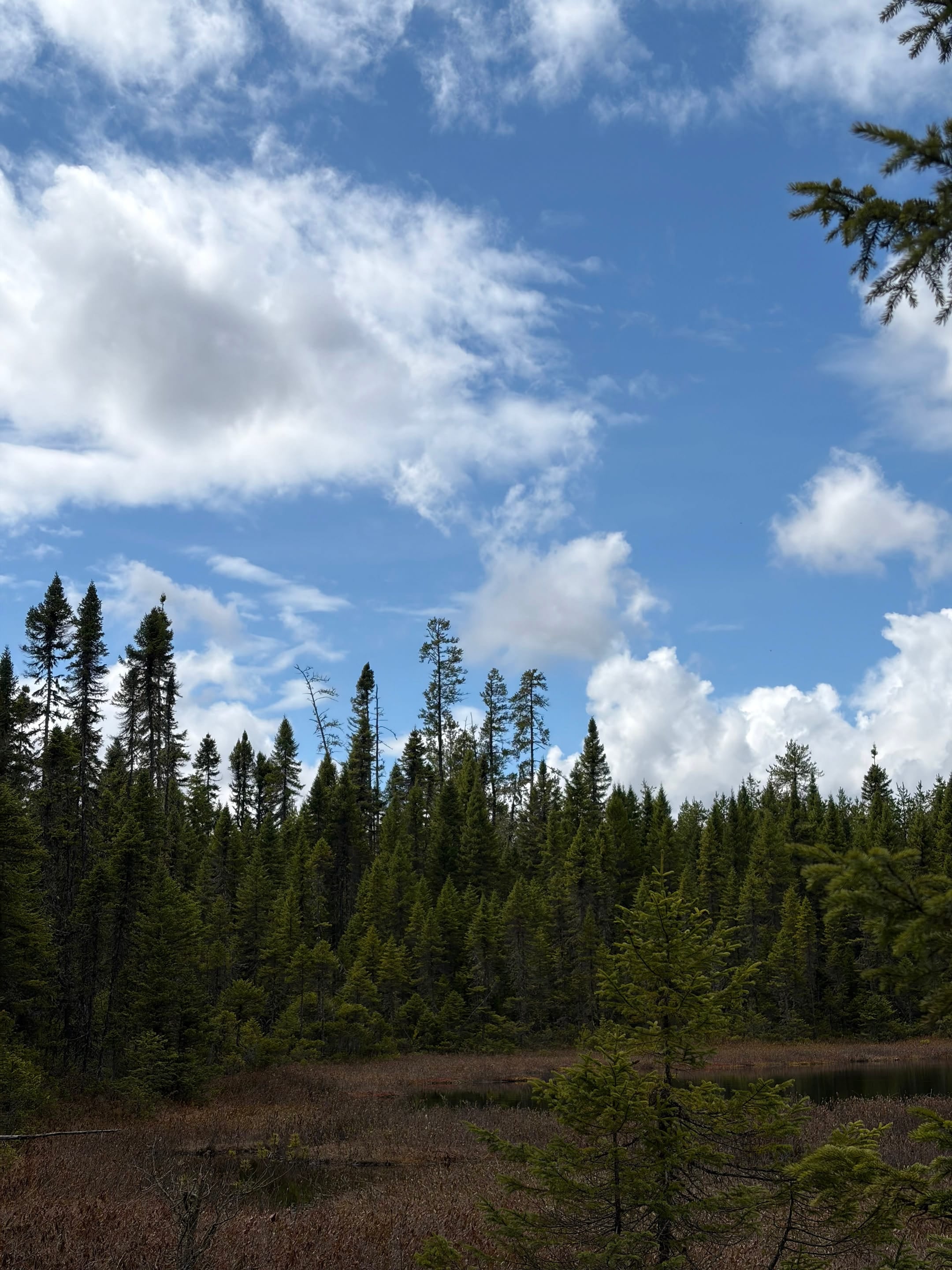 Mousse, lichen et gros nuages