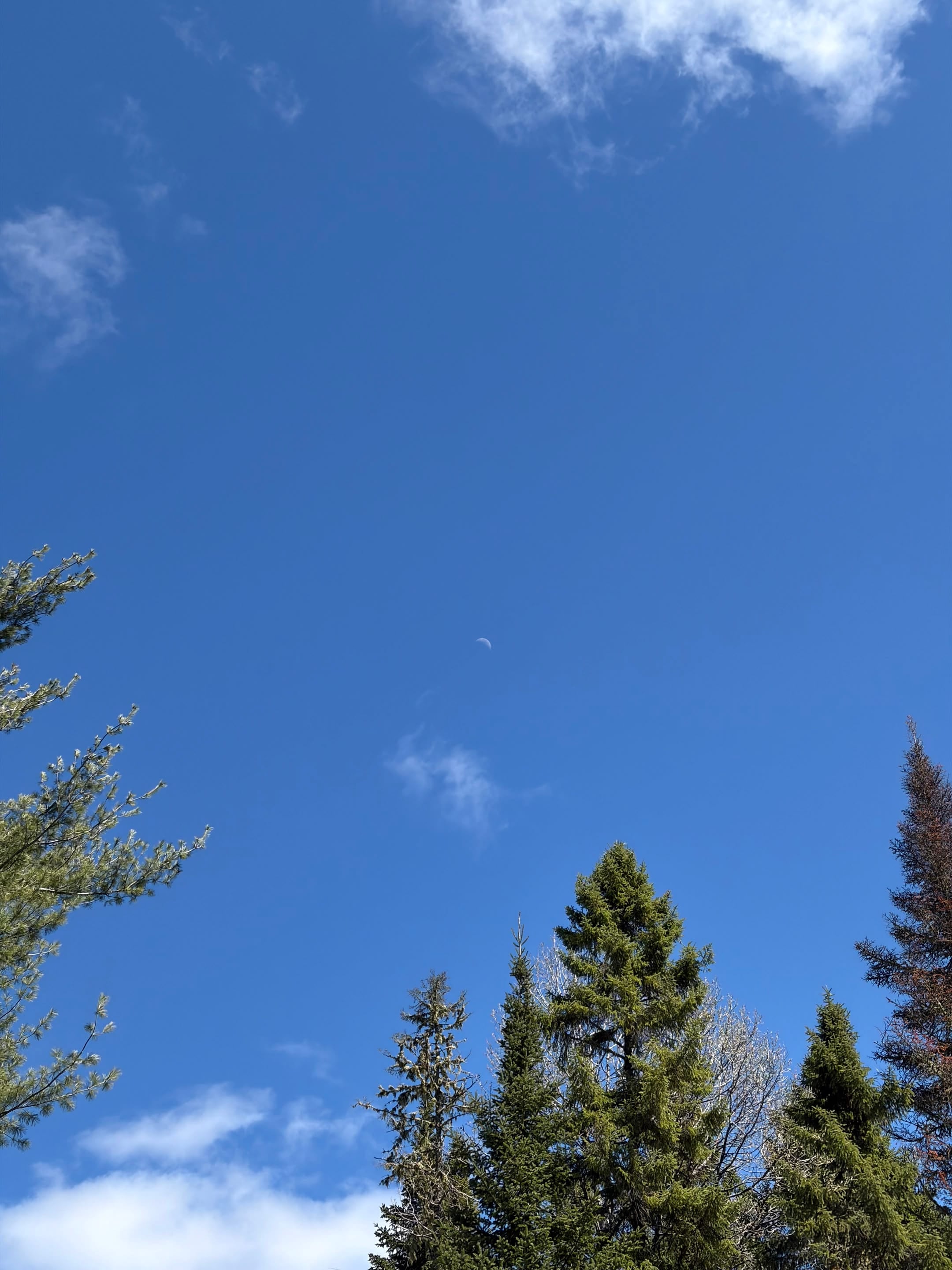 Mousse, lichen et gros nuages