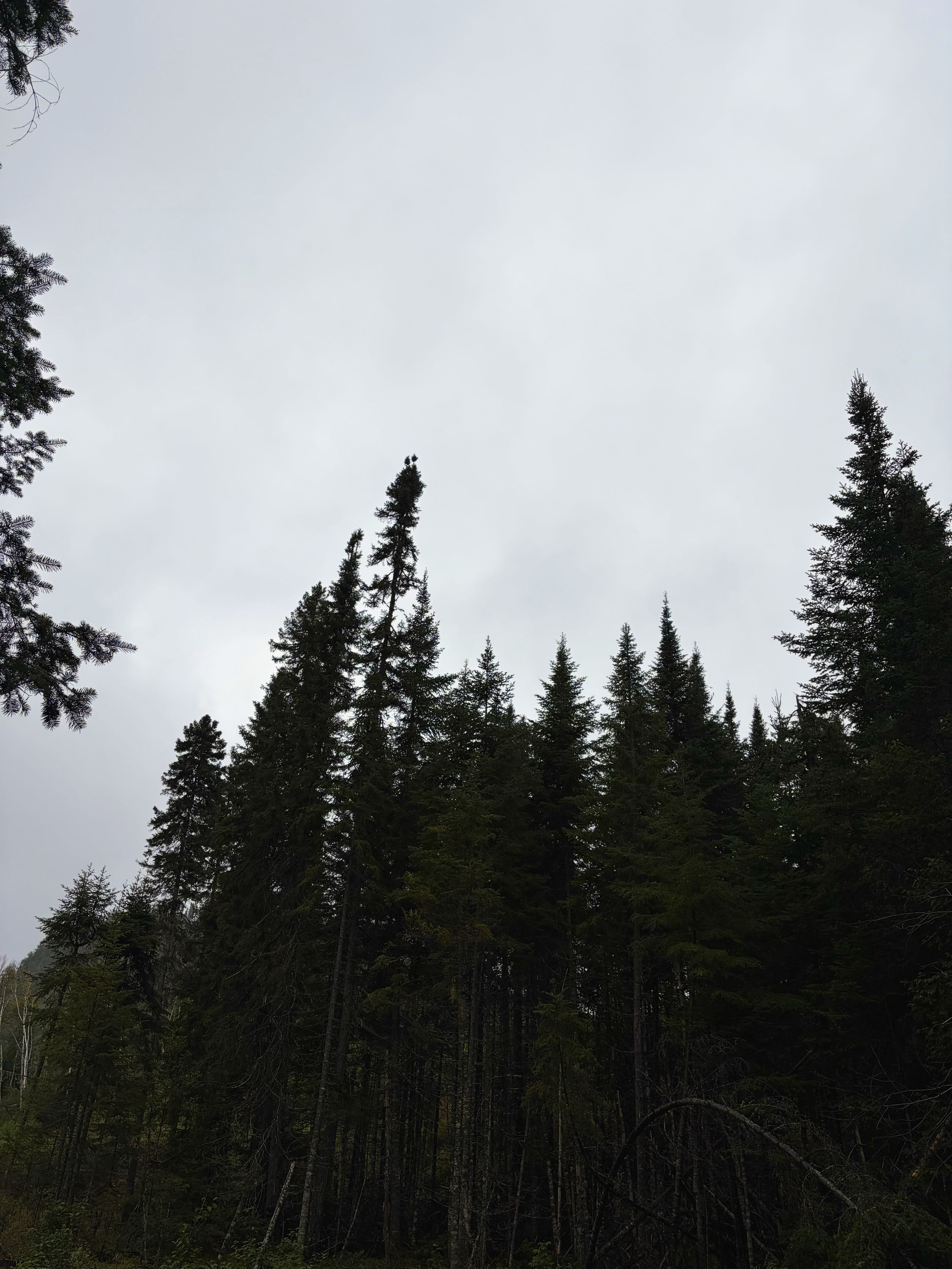 Le bois sous la pluie