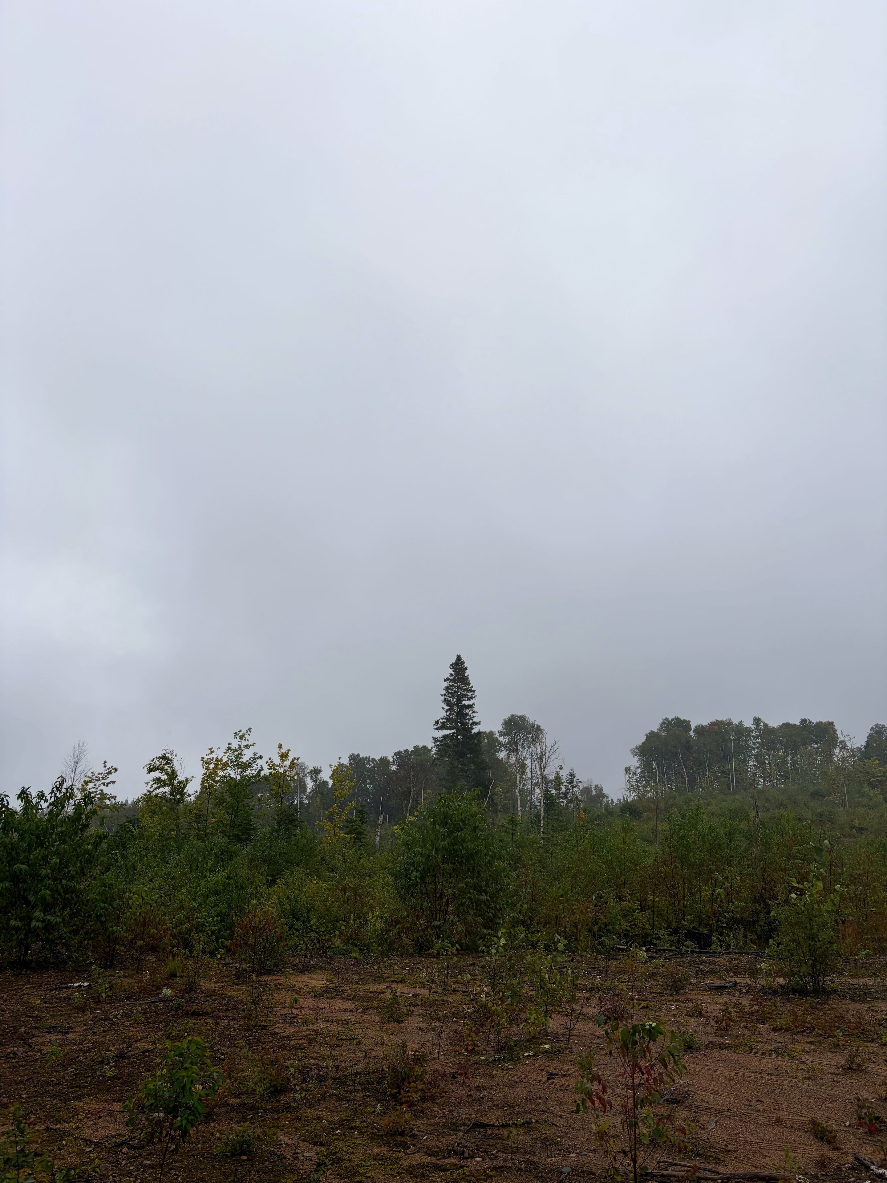 Le bois sous la pluie