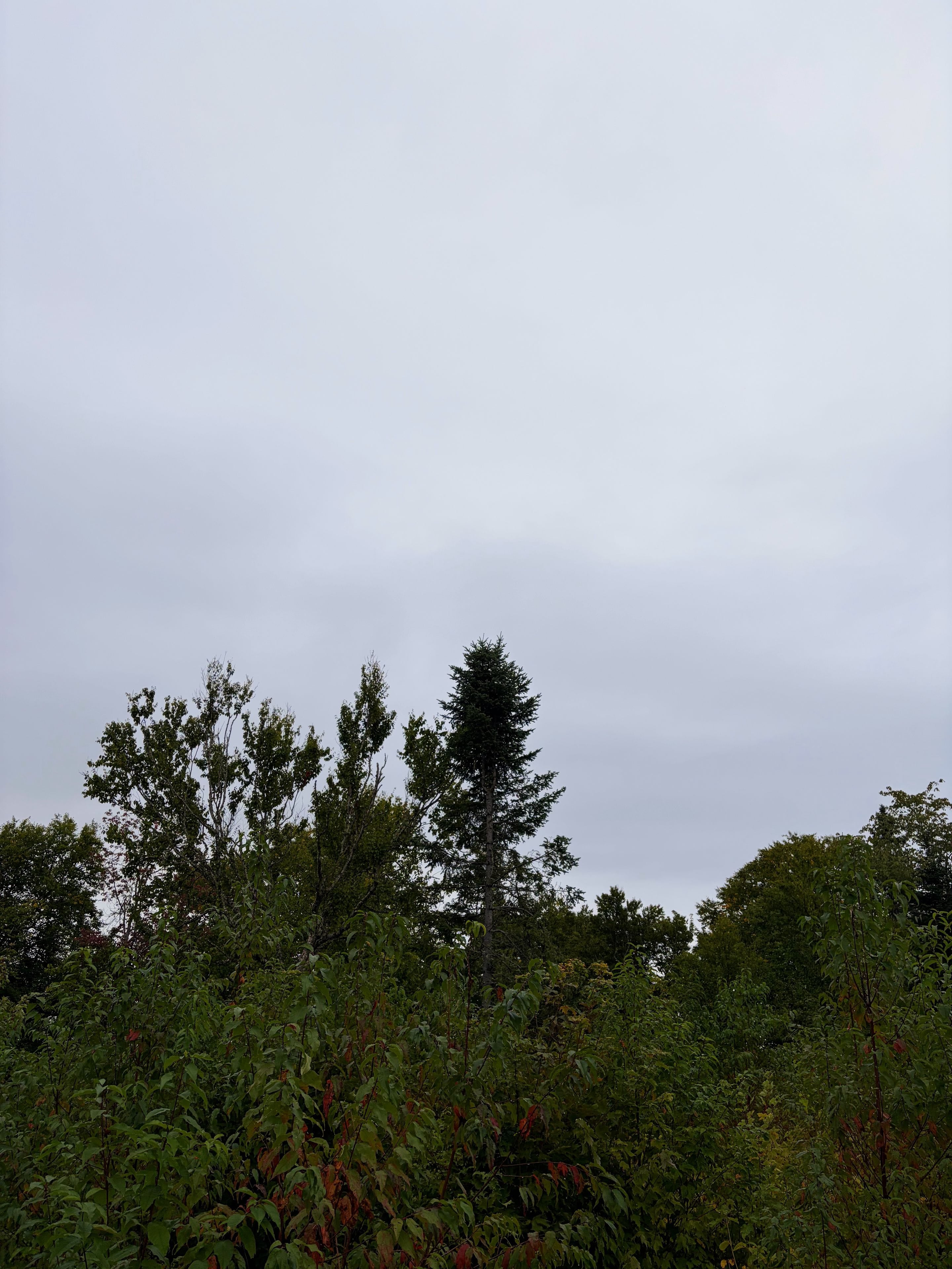 Le bois sous la pluie