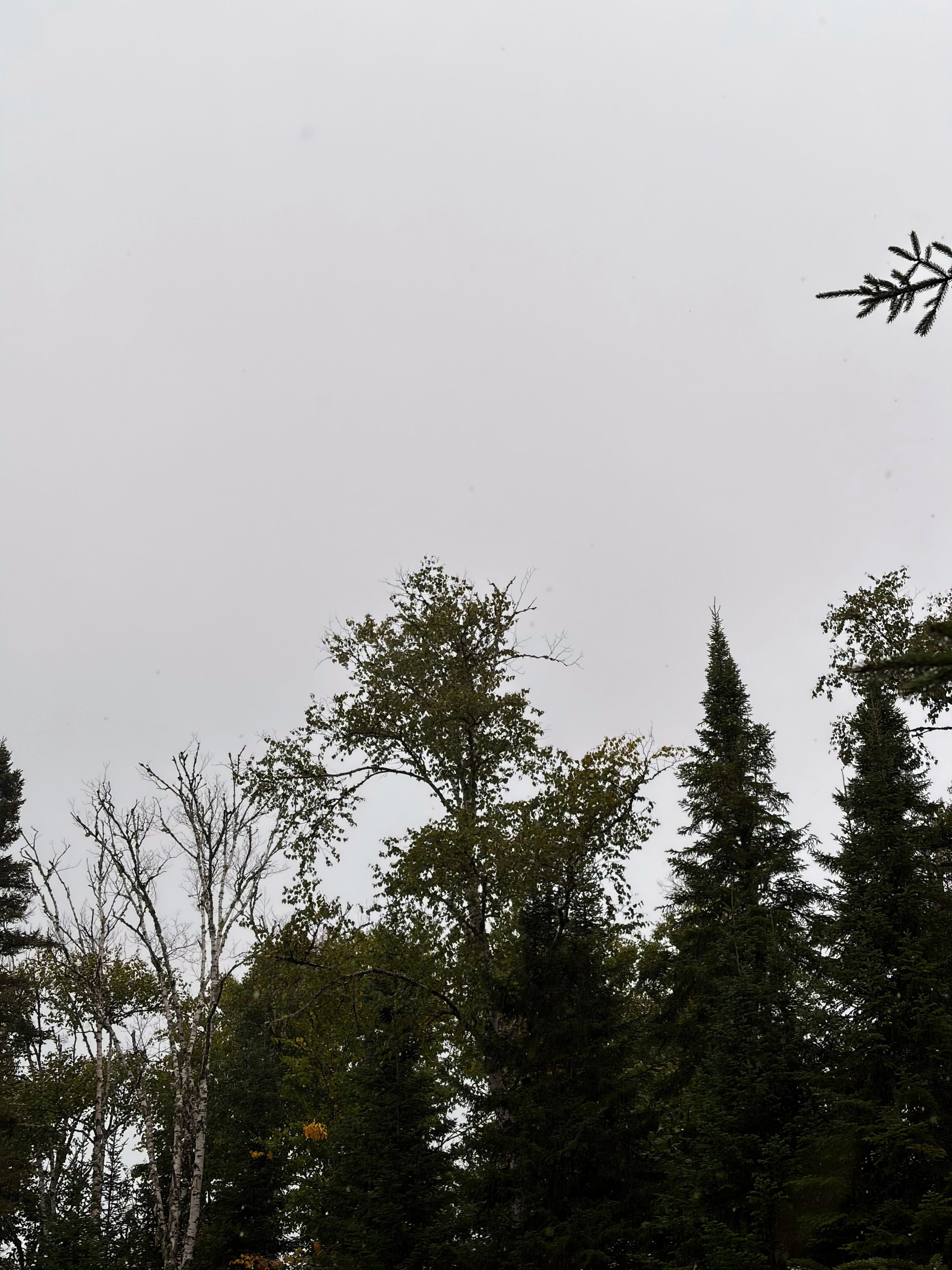 Le bois sous la pluie