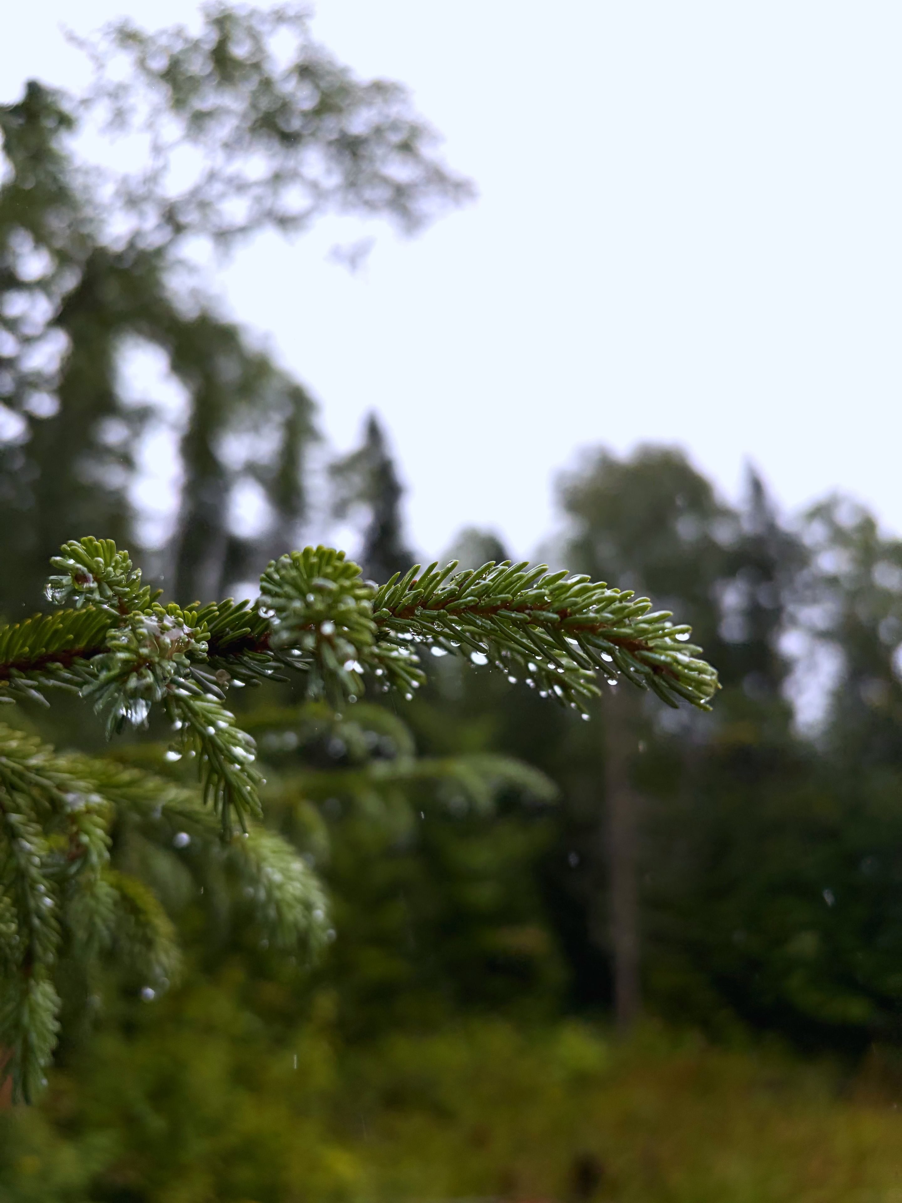 Le bois sous la pluie