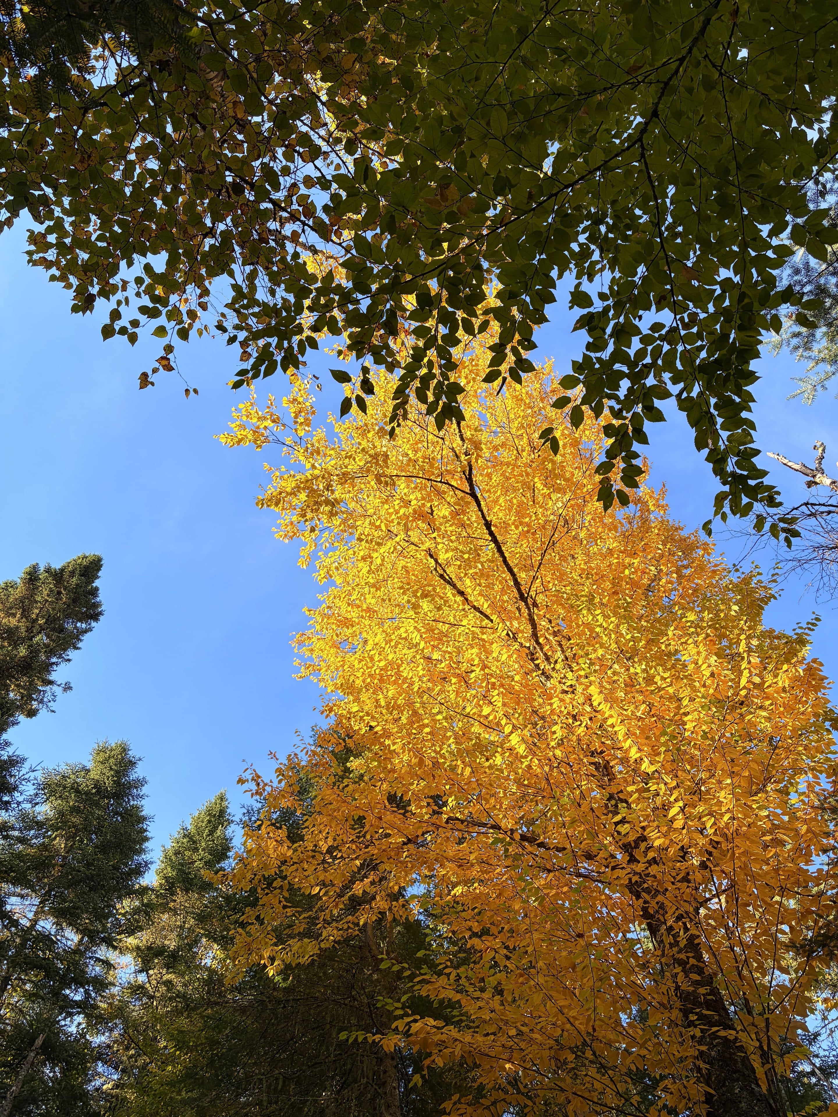 Quelques jours dans le bois