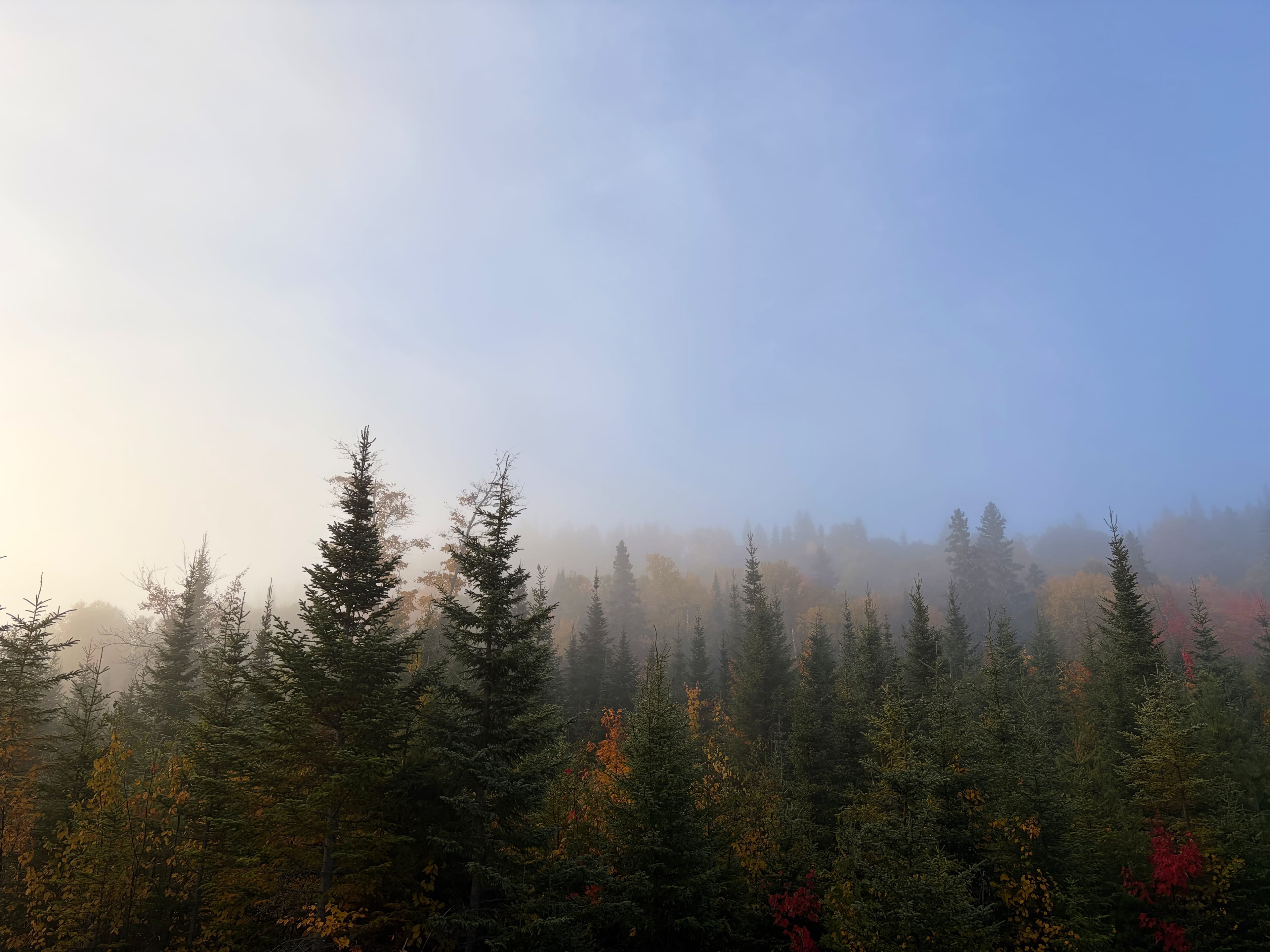 Quelques jours dans le bois