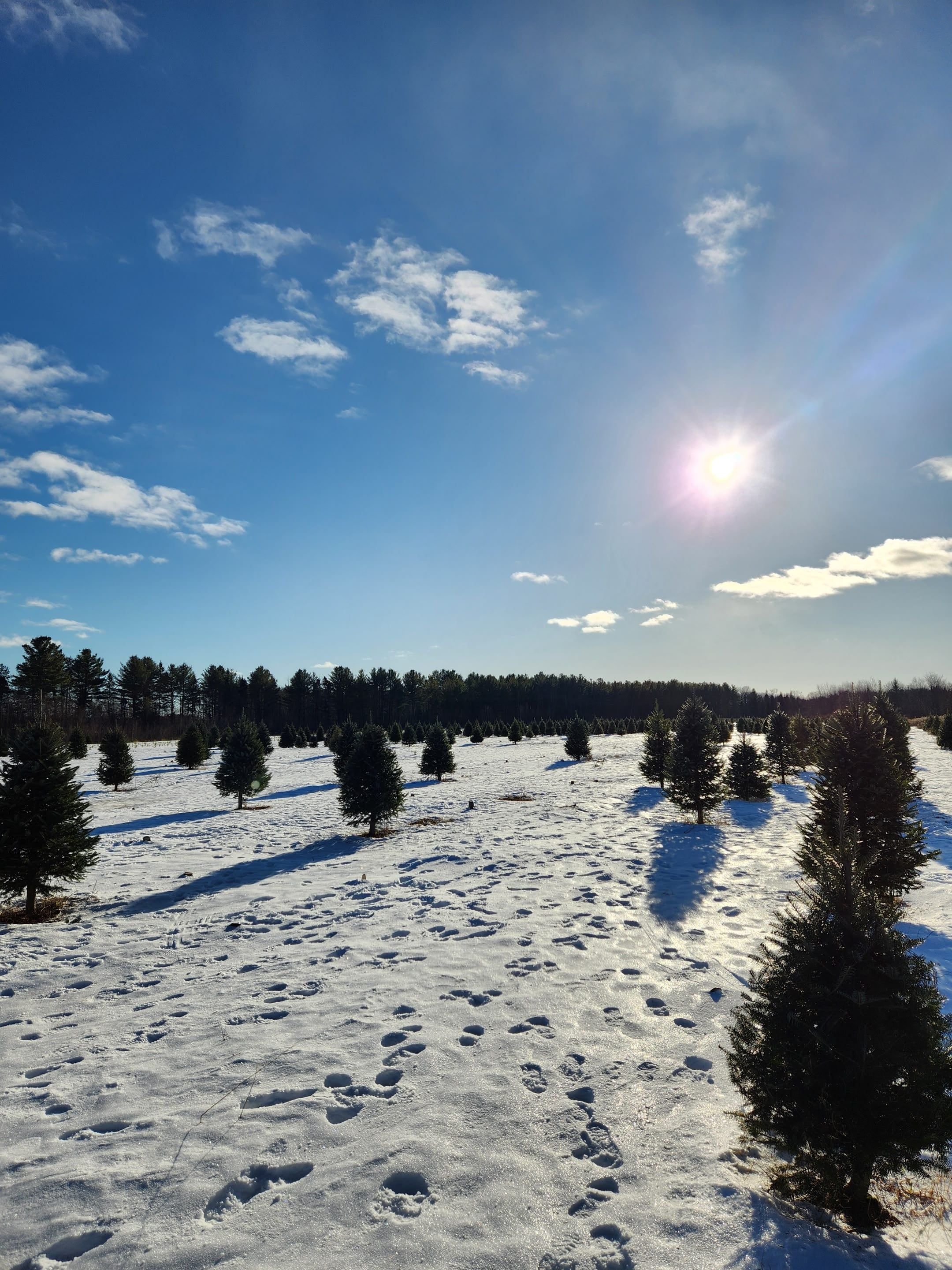 Le champ de sapins