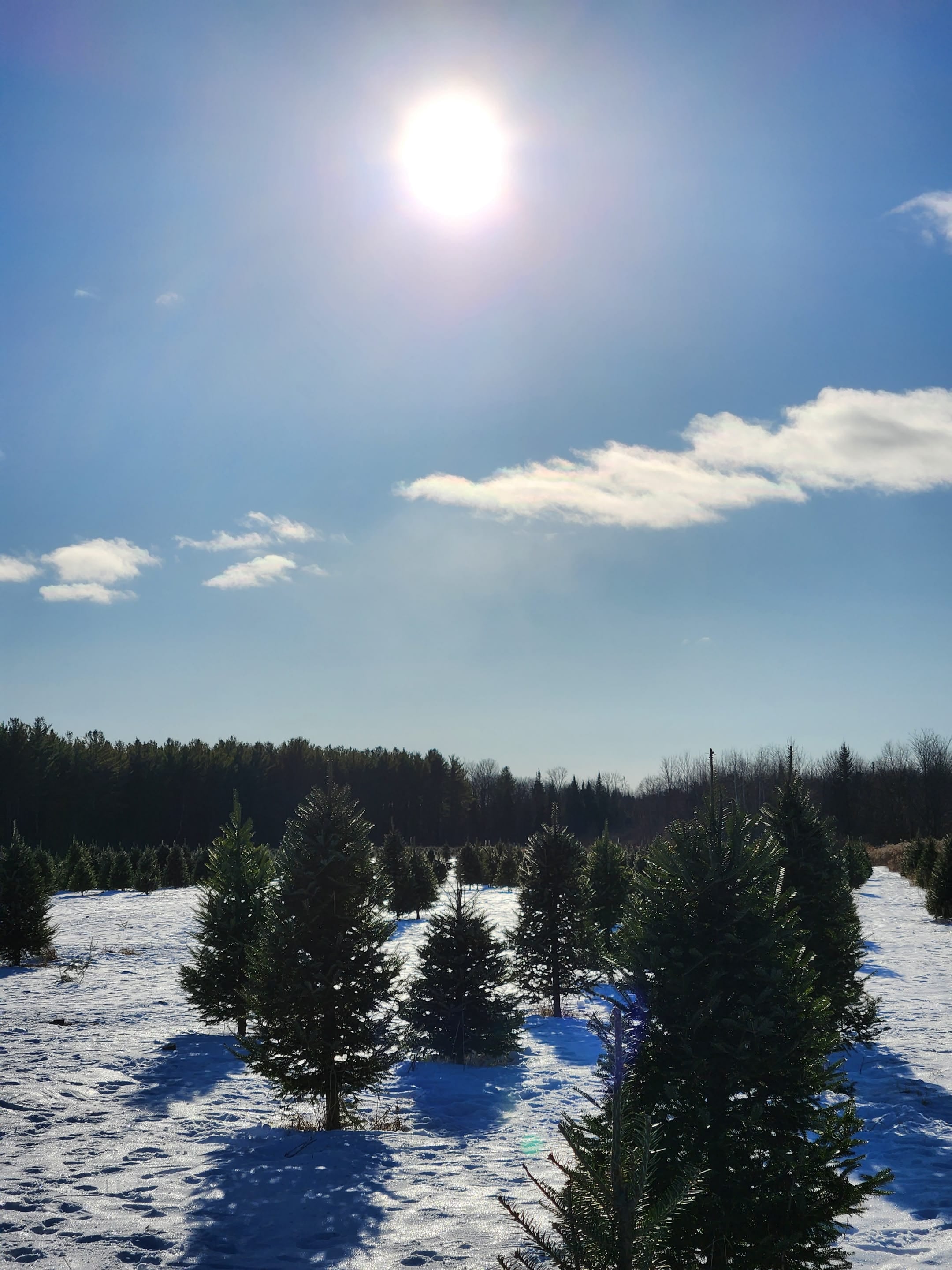 Le champ de sapins