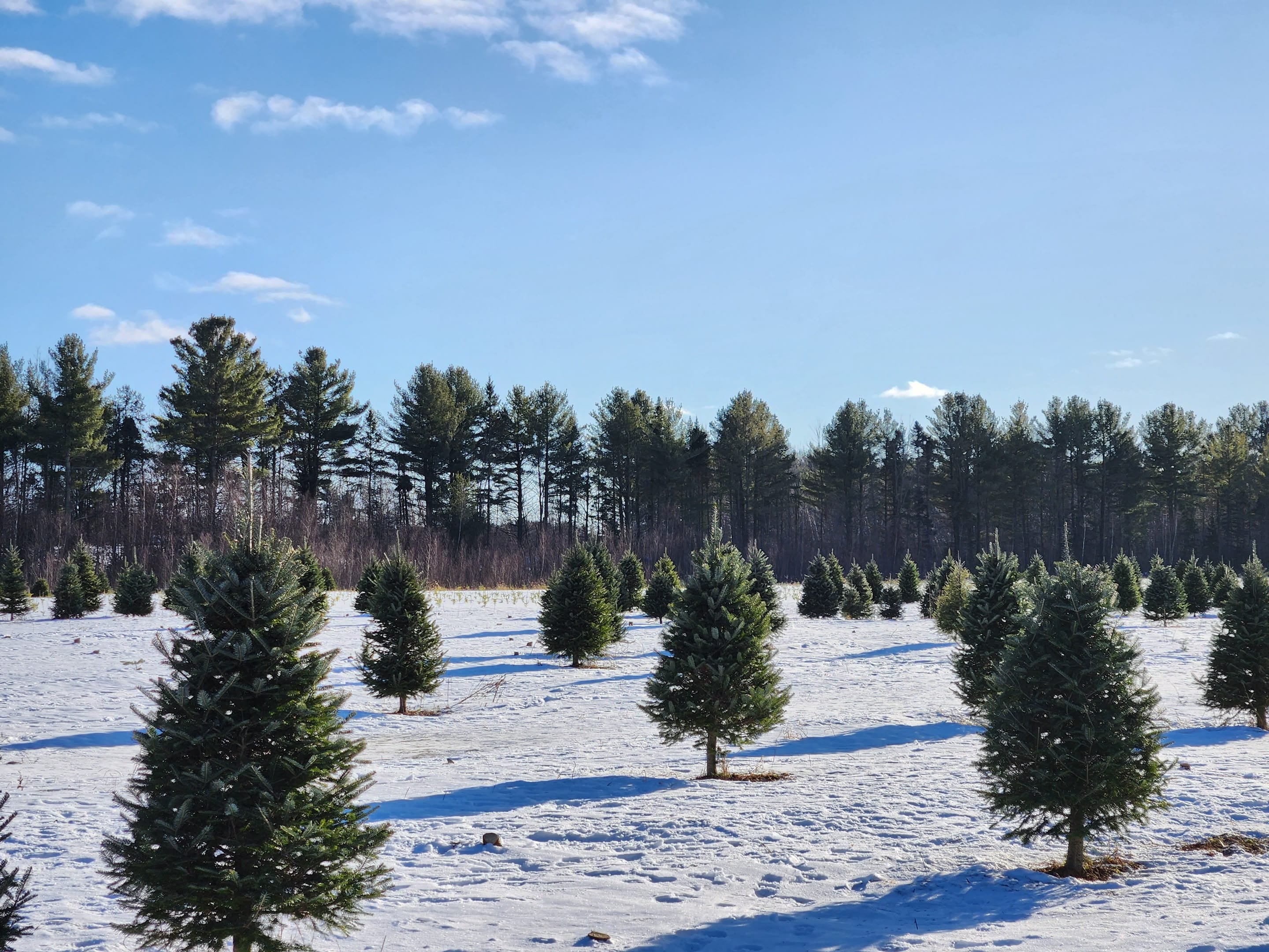 Le champ de sapins