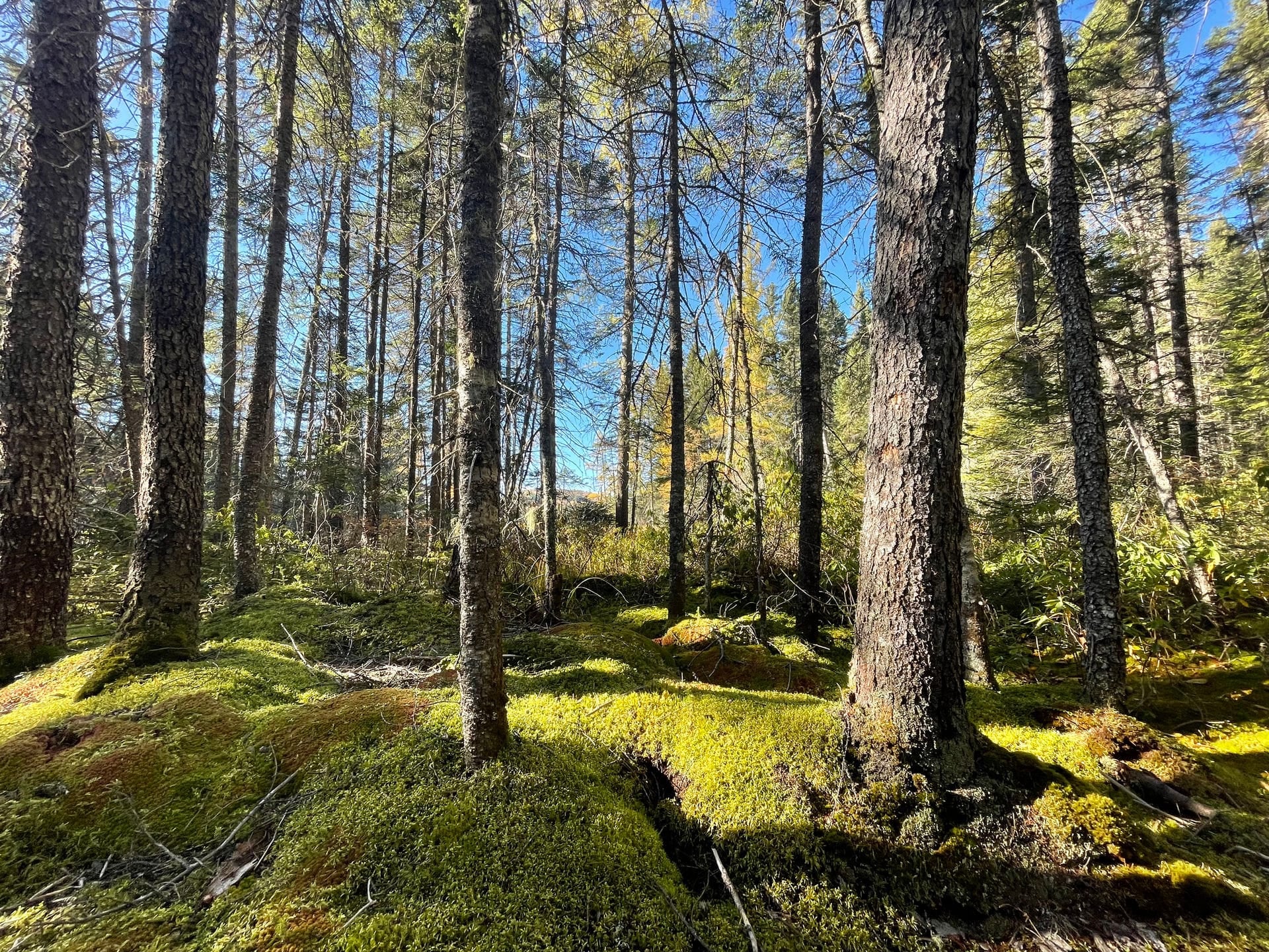 Le lac et la forêt d'automne