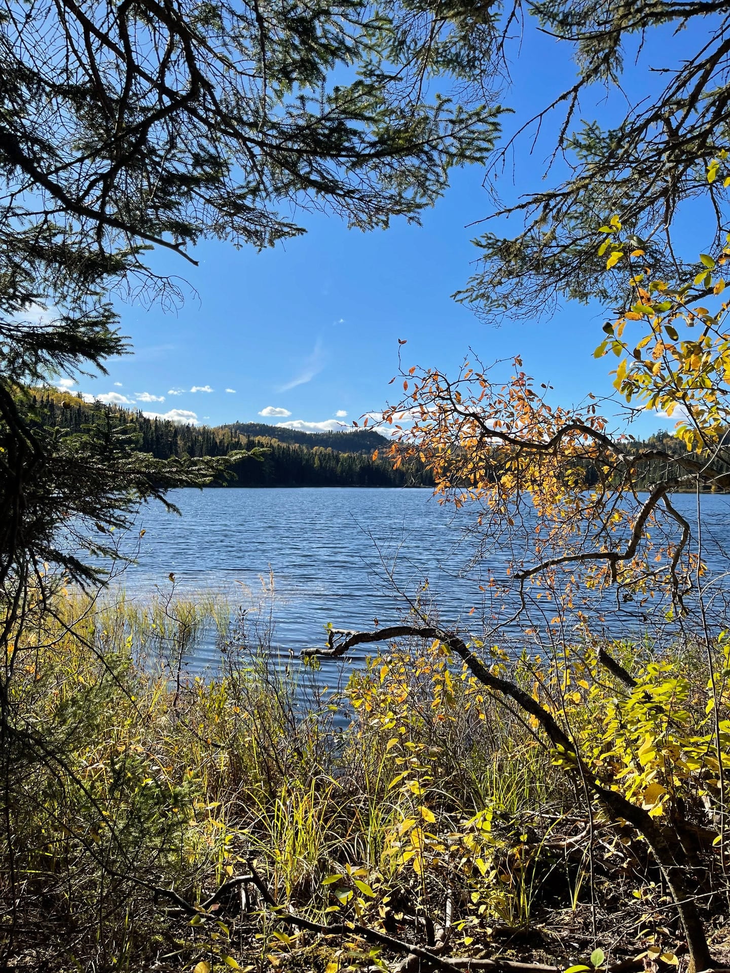 Le lac et la forêt d'automne