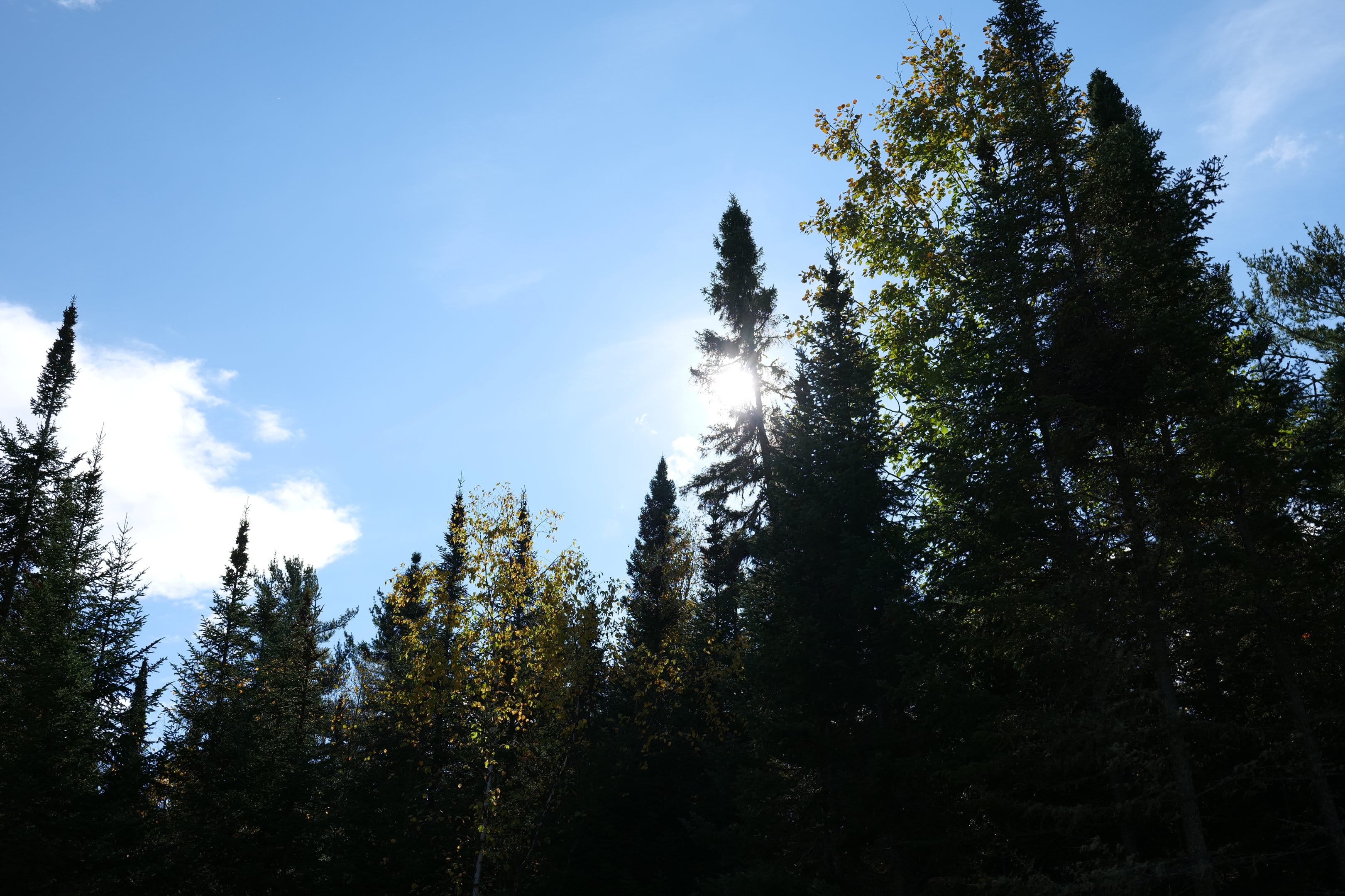Le lac et la forêt d'automne