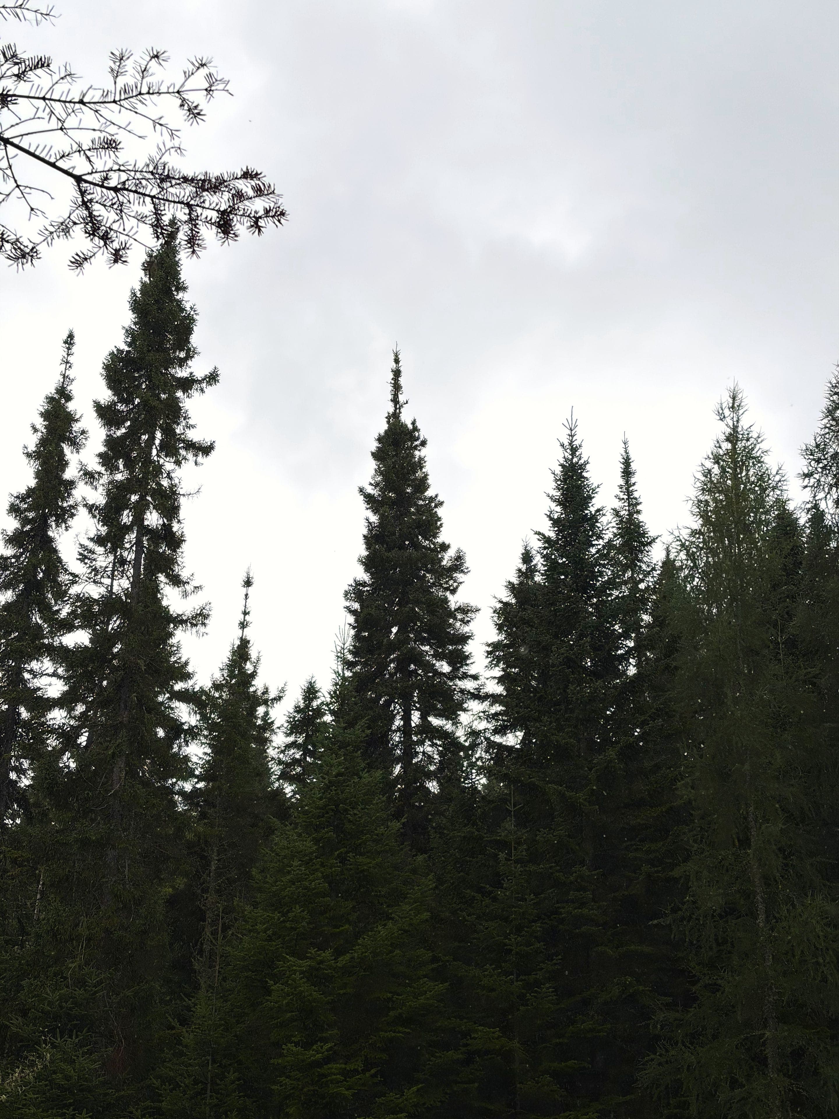 Le bois sous la pluie